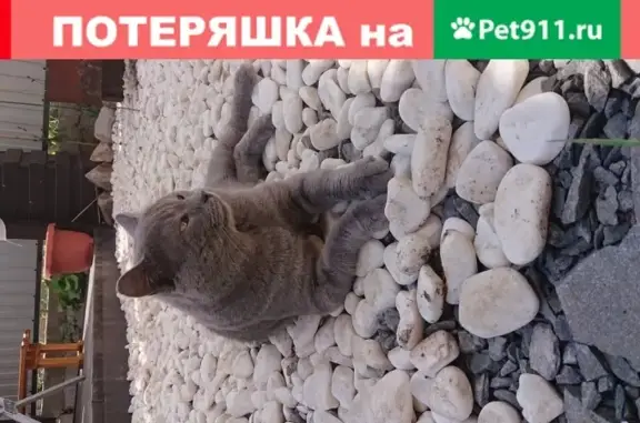 Пропал серый кот на ул. Радужной, Ростовская обл.