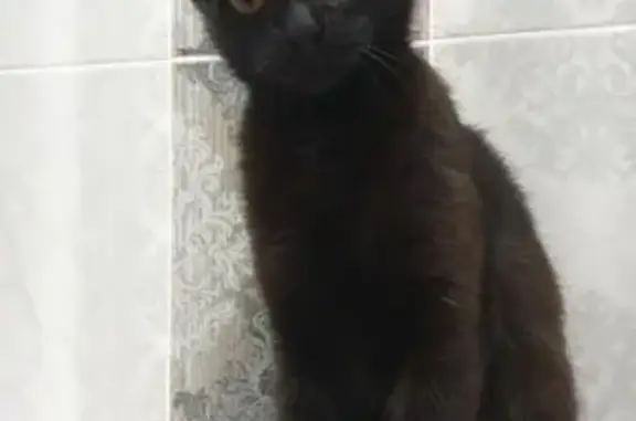 Пропала домашняя кошка на Кубанской, 119