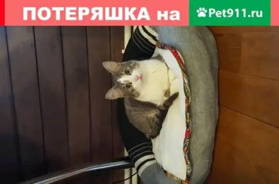Пропали кошка и кот в Красногорске, вознаграждение 30 000, зеленые глаза, серо-белая расцветка.