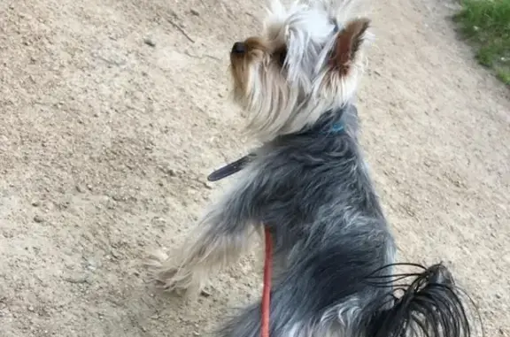 Пропала собака БОНЯ в Новосибирске.