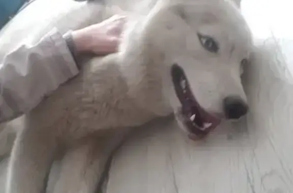 Собака серого окраса найдена в Челябинске.