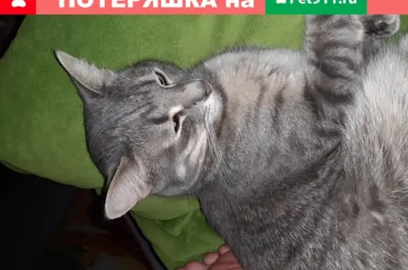 Пропала кошка Месси из Красногорска