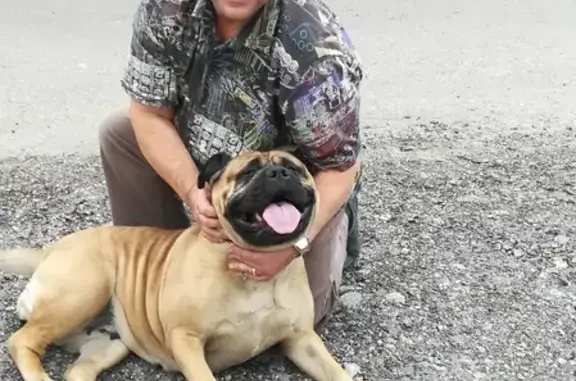 Пропала собака Ирма в деревне Сысоевка, Богородск