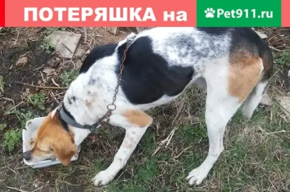 Найден охотничий пёс в с. Кондрашовка, Семилуки