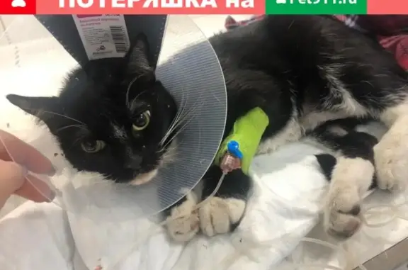 Найден кот в районе Волгоградского проспекта с повреждениями