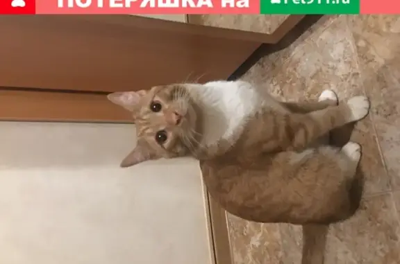 Найден домашний рыжий кот с белым окрасом в Москве.