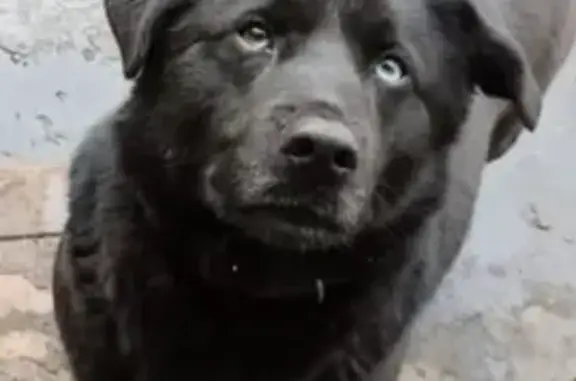 Пропала беременная собака метис хаски-лабрадор в Видном.
