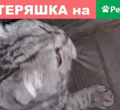 Кот с ошейником найден в Омске