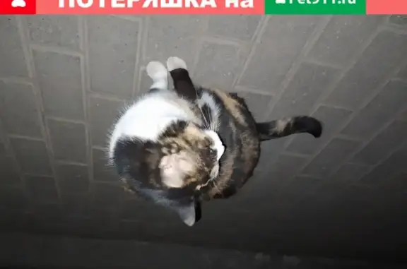 Кошка на Камешниках, Кострома