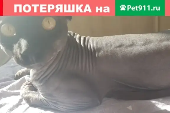 Пропала кошка Оскар в Москве.