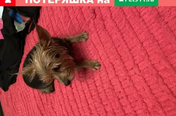 Собака найдена в Москве в свитере и дождевике