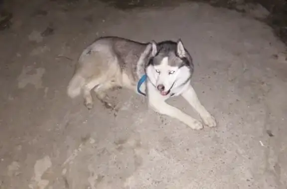 Собака найдена на улице Октябрьской