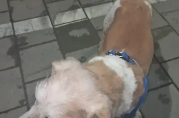 Найдена собака на перекрёстке Суворова – Мира
