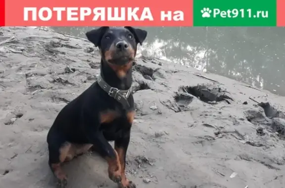 Пропала собака в Невинномысске, вознаграждение.