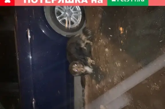 Найдена паникующая собака на ул. Мончегорской