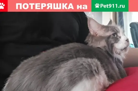 Пропала кошка в Москве, порода Мейн-кун, серо-белая, возраст 3 года.