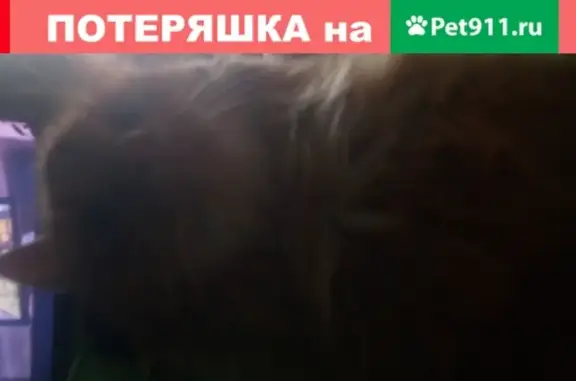 Пропал кот Тоша в районе Кинотеатра Родина, Подольск