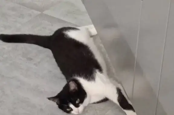 Кошки потеряшки, Казань, фото: Потеряшка кошка Луна в районе птичьего рынка, Казань.