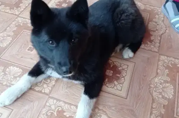 Найдена маленькая собака Лайка в Рузе