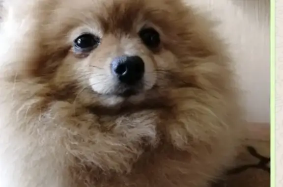 Собаки потеряшки, Нижний Новгород, фото: Потеряшка собака шпиц в Нижнем Новгороде.