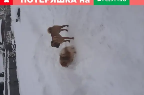 Пропала собака Фрол в Солнечногорском р-не, МО