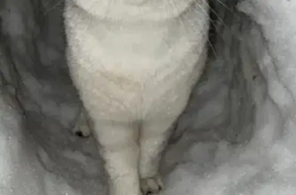 Кошки потеряшки, Санкт-Петербург, фото: Потеряшка кошка Стасик в СНТ Треугольник, Ленобласть