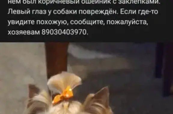 Собаки потеряшки, Нижний Новгород, фото: Потеряшка собака в Нижнем Новгороде, вознаграждение.