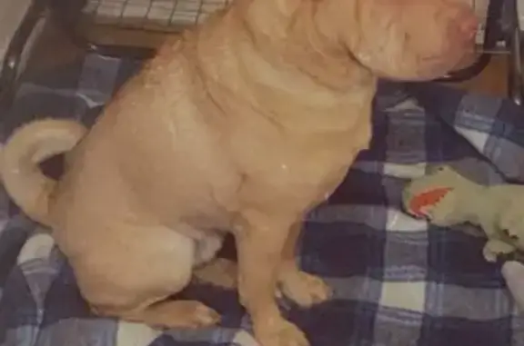 Собаки потеряшки, Санкт-Петербург, фото: Потеряшка собака Арчи, Московский район, СПб, вознаграждение