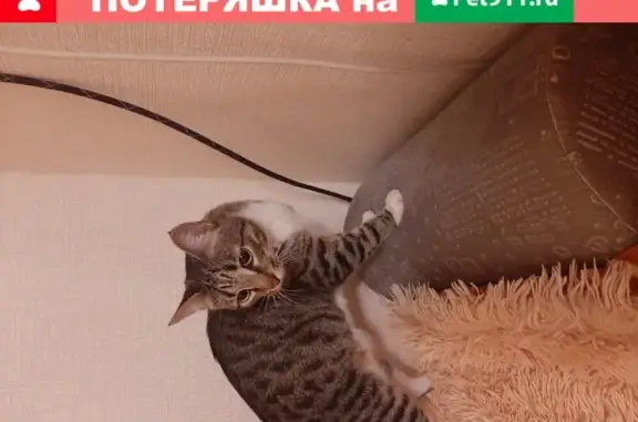 Найден ласковый котик в Екатеринбурге