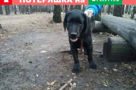 Найден щенок Лабрадора в Северном лесу, Воронеж
