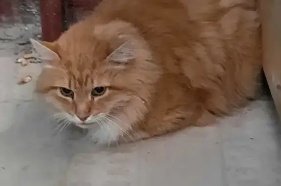 Найдена рыжая кошка в Москве.