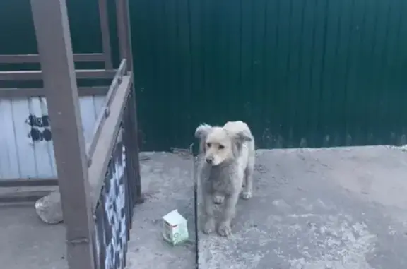 Найден щенок на остановке Барселона в пос. Пригородный, Оренбург