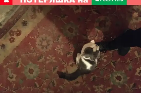 Кошка найдена у подъезда в Воронеже