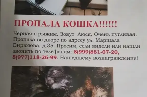 Пропала кошка по адресу Маршала Бирюзова 35 корпус 2, Москва