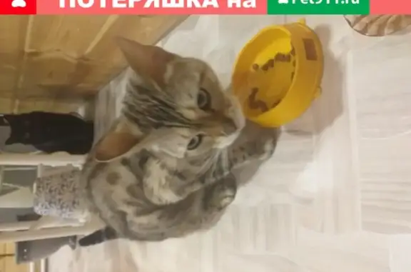 Найдена истощенная кошка в Екатеринбурге