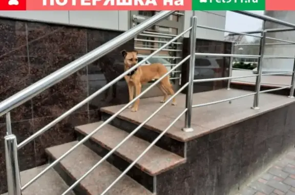Собака с ошейником ищет хозяина возле краевого суда в Краснодаре.