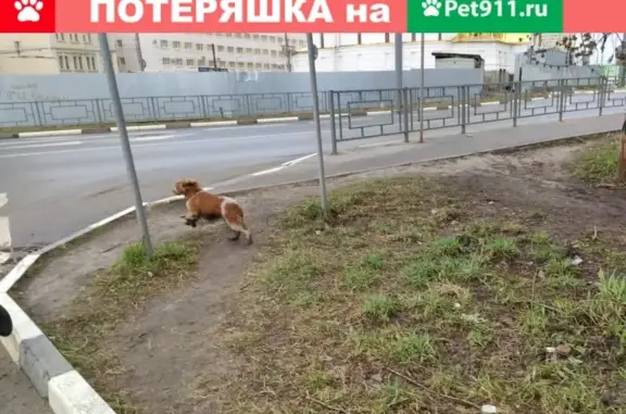 Собака потерялась в районе Современника, Иваново