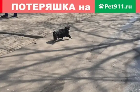 Пропала кошка с ошейником у метро Отрадное, Москва