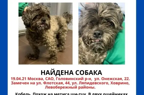 Найдена собака на ул. Ляпидевского, метис ши-тцу.