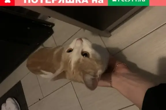 Найдена кошка на Авангардной 14 в Москве