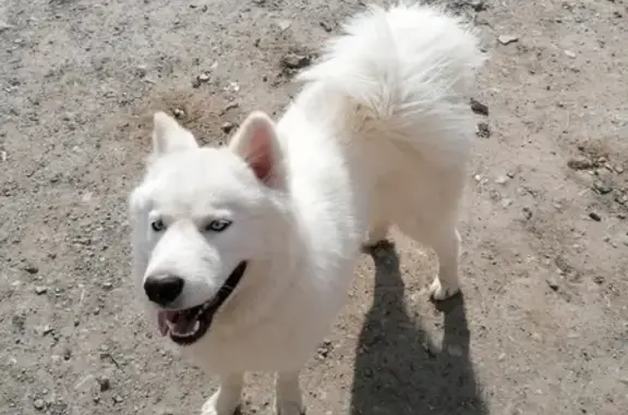 Найдена собака в Тюмени: 8 912 389-66-06.