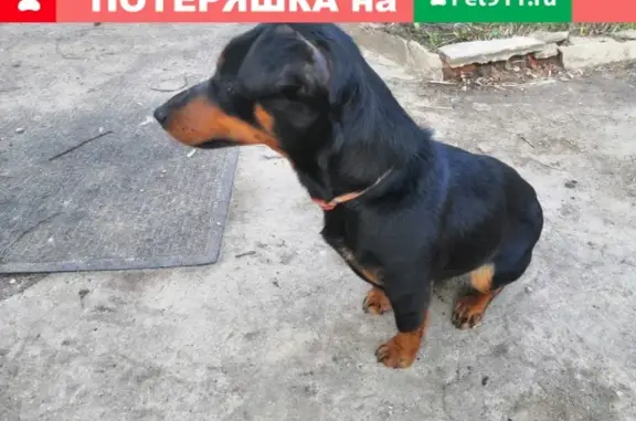 Найдена собака в Семилукском районе, Воронежская область