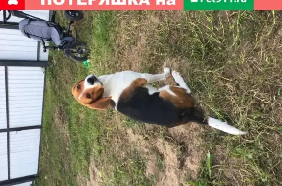 Пропала собака Хаби в Орехово-Зуево.