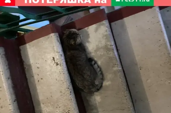 Найдена кошка в Москве: британец-экзот или британец-шотландец.