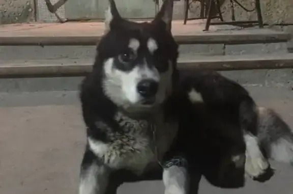 Найдена собака Потеряшка в Заречье, Тула