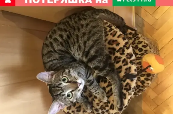 Пропала кошка Нефантик в Москве, вознаграждение!