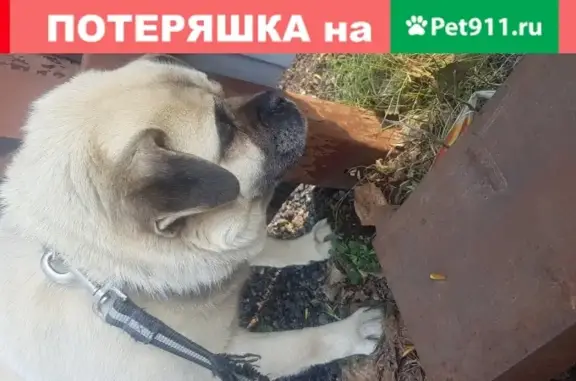 Найдена собака в Москве, пол м