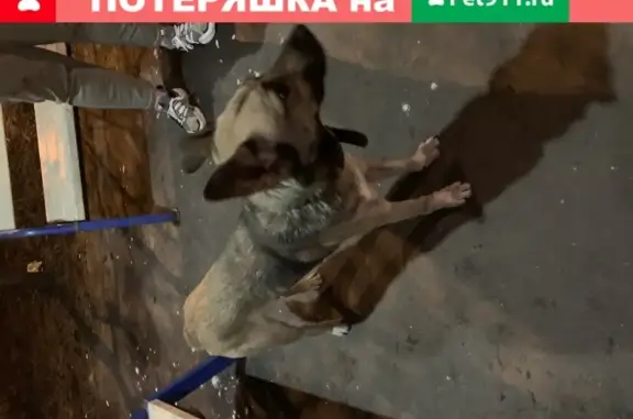 Собака найдена на Обручева 28 в Москве