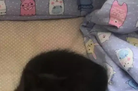 Кошки потеряшки, Санкт-Петербург, фото: Потеряшка черный котенок в Санкт-Петербурге