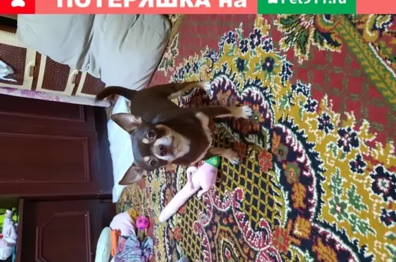 Пропала собака в Москве, вознаграждение!